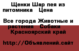 Щенки Шар пея из питомника › Цена ­ 25 000 - Все города Животные и растения » Собаки   . Красноярский край